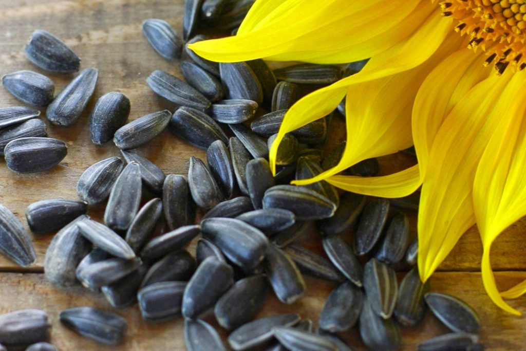 Health Benefits Of Sunflower Seeds And Its Properties